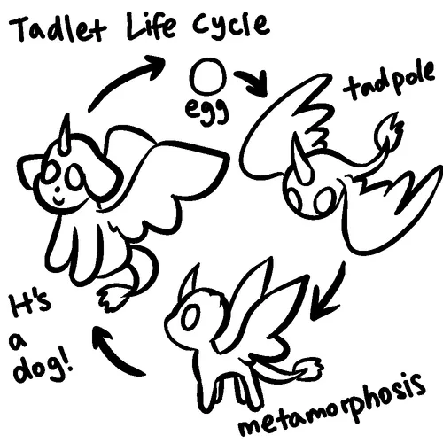 Life cycle of a tadlet