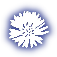 cornflower soul